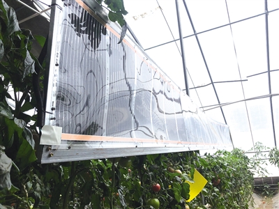 保合少村用石墨烯技术种蔬菜