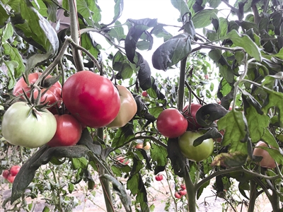 保合少村用石墨烯技术种蔬菜