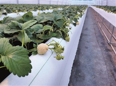 大棚用上石墨烯取暖器 镇海一农场的草莓吹暖气吃“营养餐”
