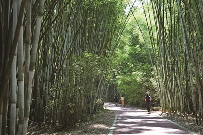 瑞安平阳坑八村抱团 以山地资源入股牵手企业共建