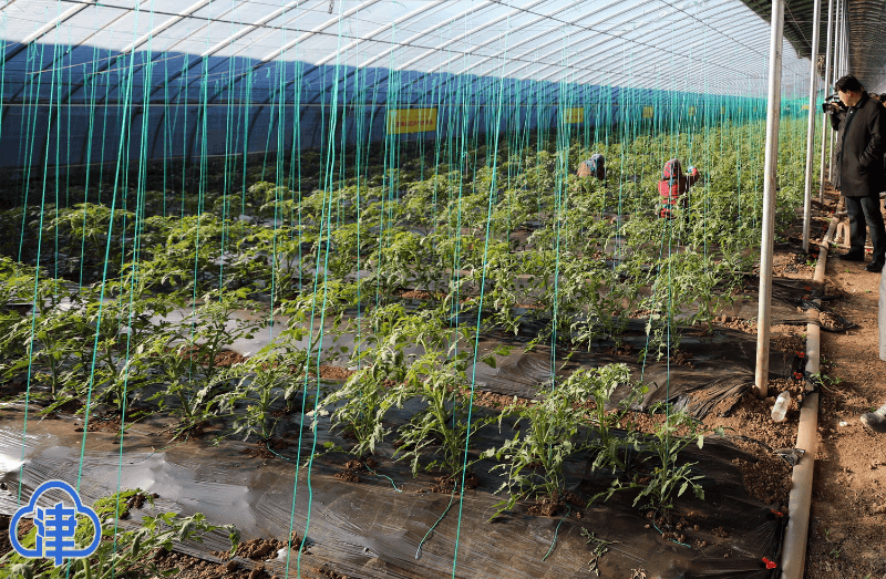双街镇庞嘴村：振兴提升改造项目开工 创建独特文旅概念品牌