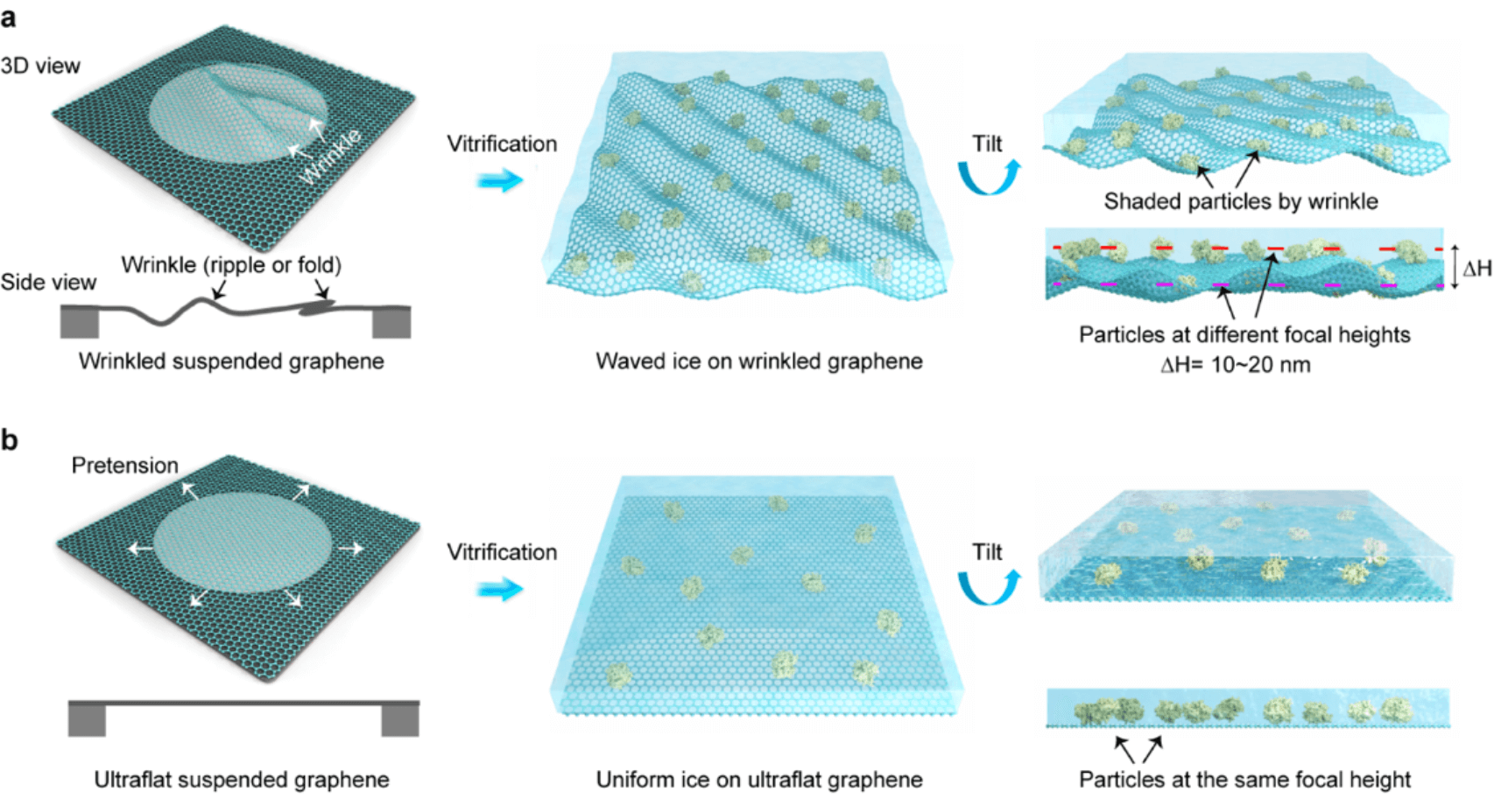 彭海琳课题组与合作者Nature Methods ：超平整石墨烯/均匀薄冰支撑膜用于高分辨冷冻电镜成像