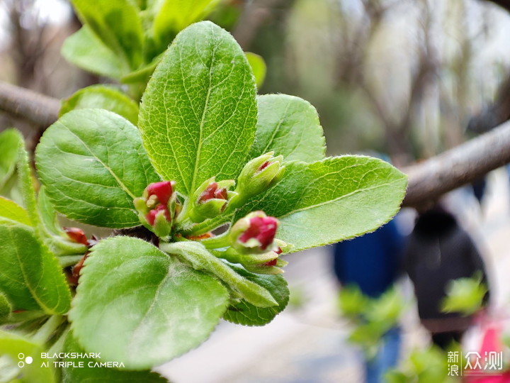 黑鲨5是游戏手机？外观精致拍照强，不太一样_新浪众测