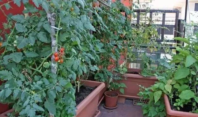 七水硫酸镁用来养花的几大好处，避免叶黄，让植物移栽更轻松