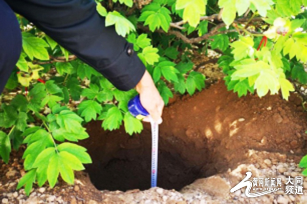 大同大学科研团队推进石墨烯培育牡丹的种苗生产工作