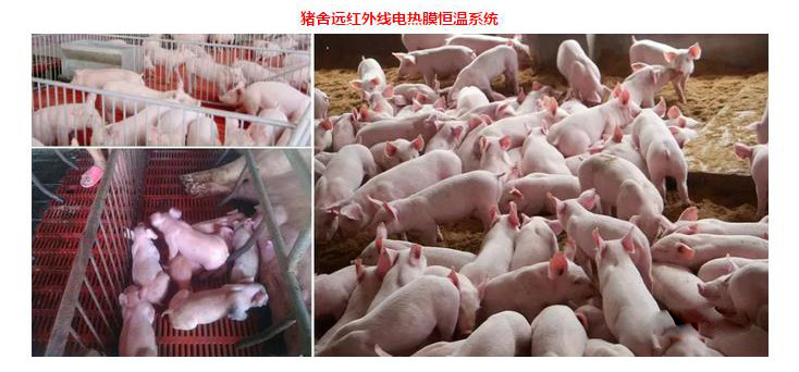 赵猛：石墨烯应用助力农业发展