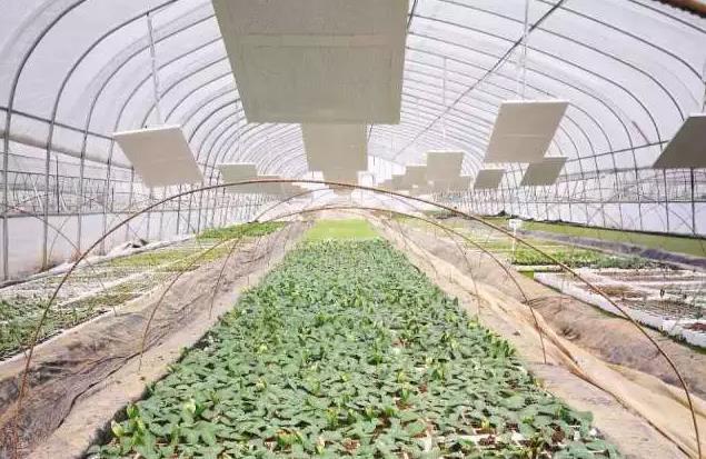 赵猛：石墨烯应用助力农业发展