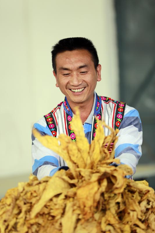 云南曲靖烟区以产业高质量发展助力乡村振兴 “云上花乡”出“靖”品