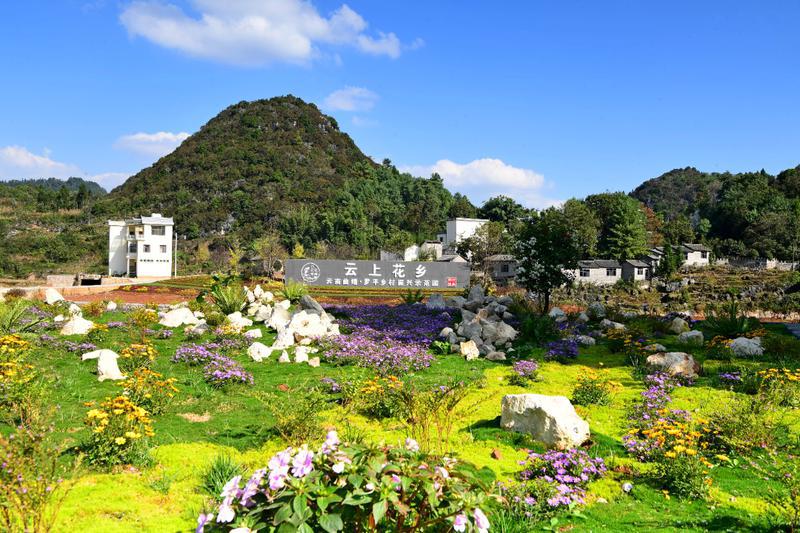 云南曲靖烟区以产业高质量发展助力乡村振兴 “云上花乡”出“靖”品