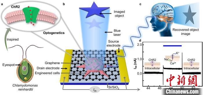 中国科学家在类生命机器人研究领域取得新进展