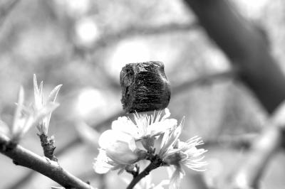 浙大诞生超轻气凝胶堪称世界上最轻的固体材料