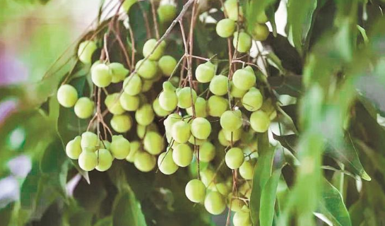 无患子果实。来源：建宁县融媒体中心