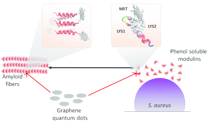 ACS Nano：石墨烯量子点抗生物膜活性