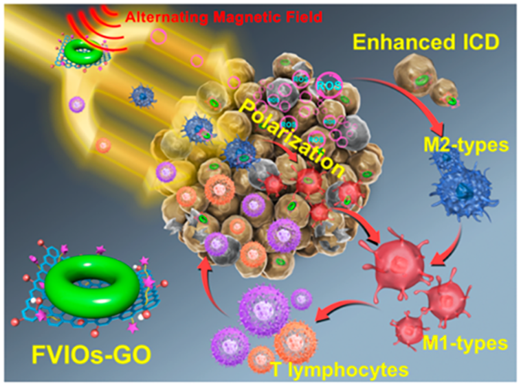 ACS Nano：氧化石墨烯-磁性纳米环介导的磁热动力学治疗用于肿瘤治疗