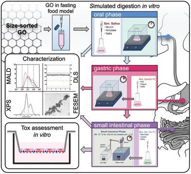 Small：模拟消化过程中氧化石墨烯的合成、物理化学转化及其对人肠上皮体外模型的毒理学评价