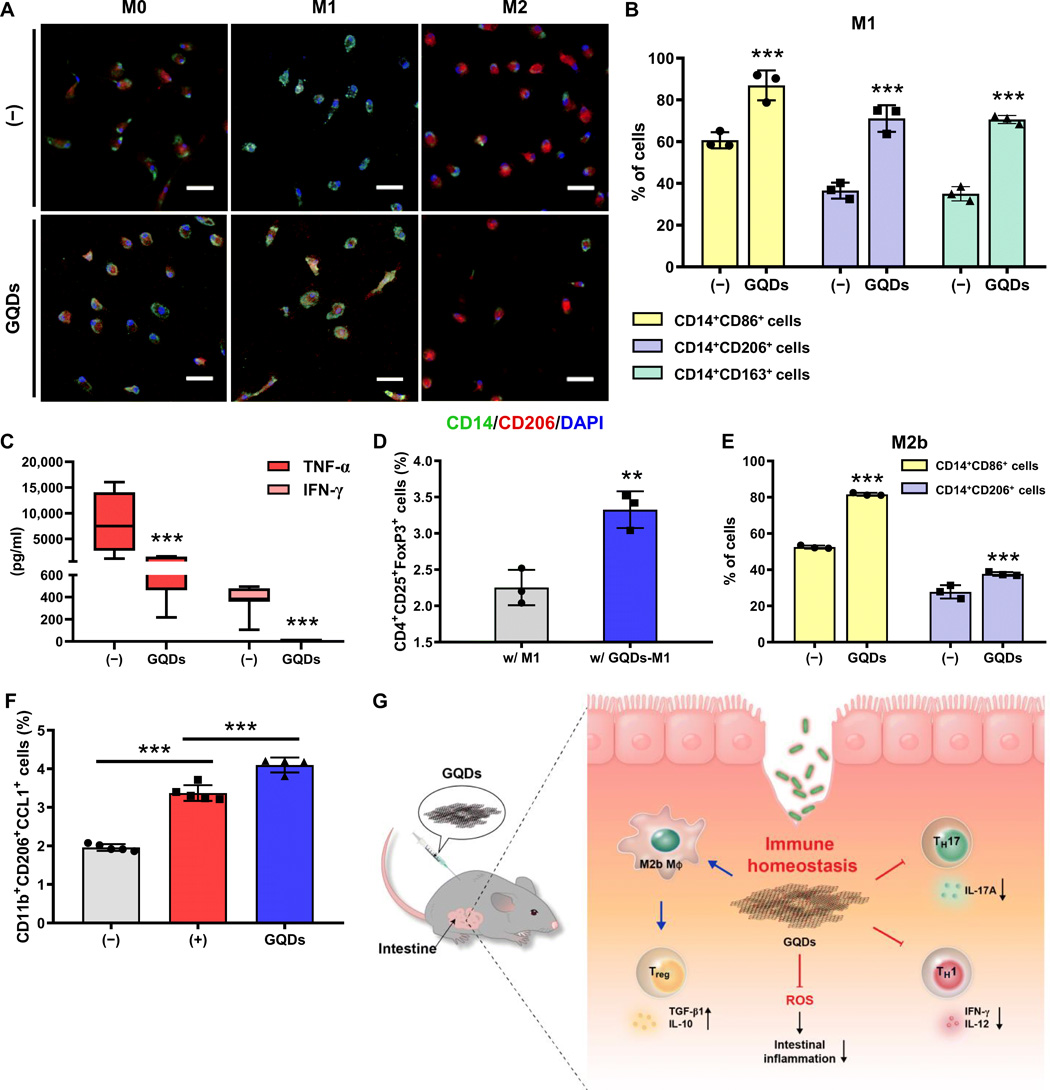 Science Advances：石墨烯量子点作为结肠炎的抗炎治疗