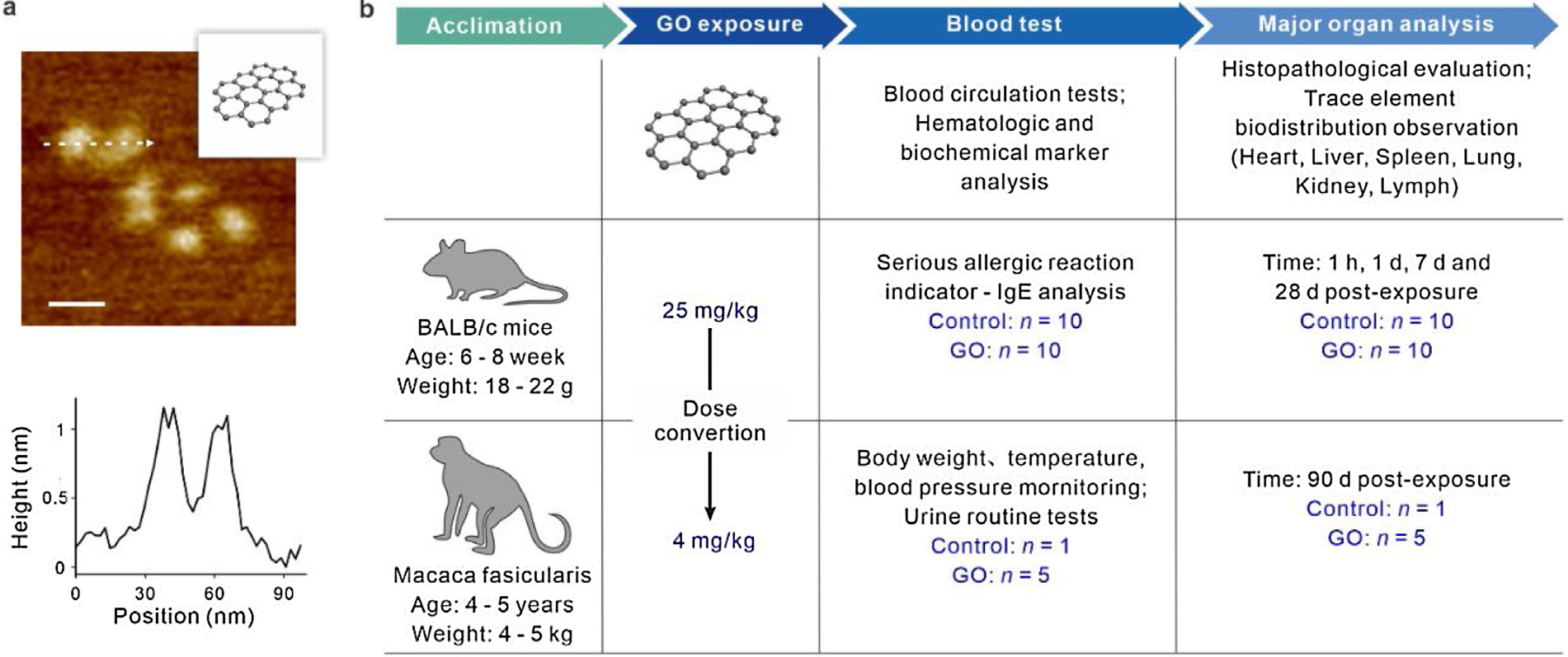 Nano. Today：血液接触氧化石墨烯可能会导致非人灵长类动物的过敏性死亡
