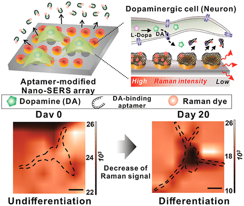 Nano Letters：石墨烯杂化SERS纳米生物传感技术在单细胞水平上原位检测干细胞源性神经界面神经递质
