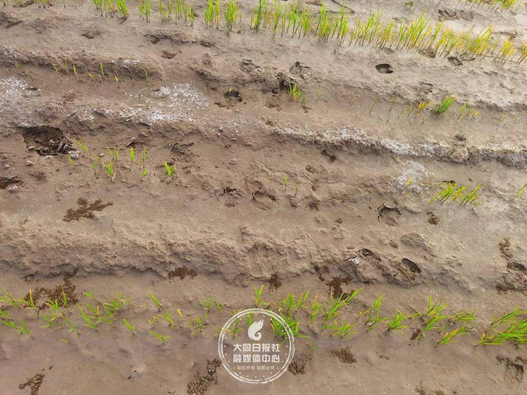 大同大学石墨烯科研团队，助力内蒙古盐碱地治理