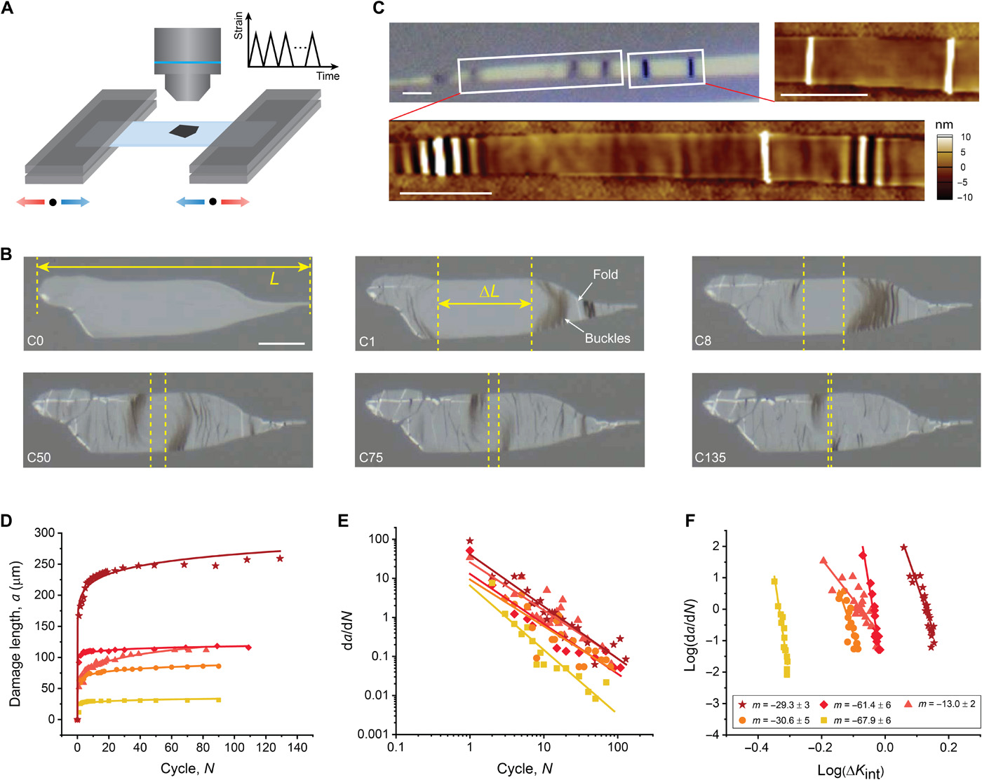 Science Advances：范德华相互作用引起的石墨烯疲劳