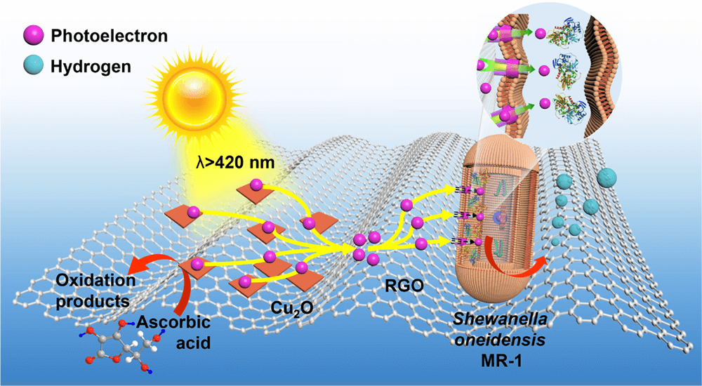 ACS Catal：Cu2O-希瓦氏菌-还原石墨烯光催化HER系统