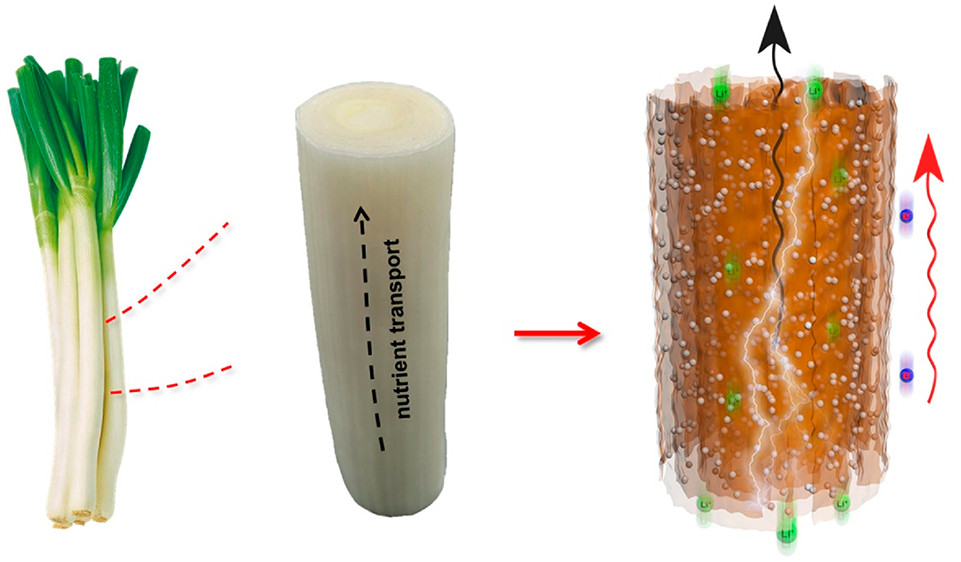 Nano Letters：葱启发的石墨烯支架助力高倍率锂金属电池