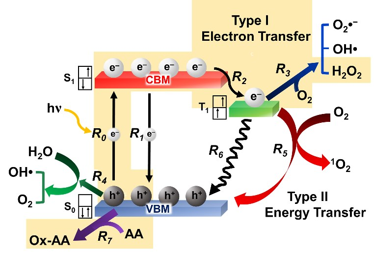 Nanoscale：空穴清除剂辅助的氧化石墨烯点用于光动力治疗癌症
