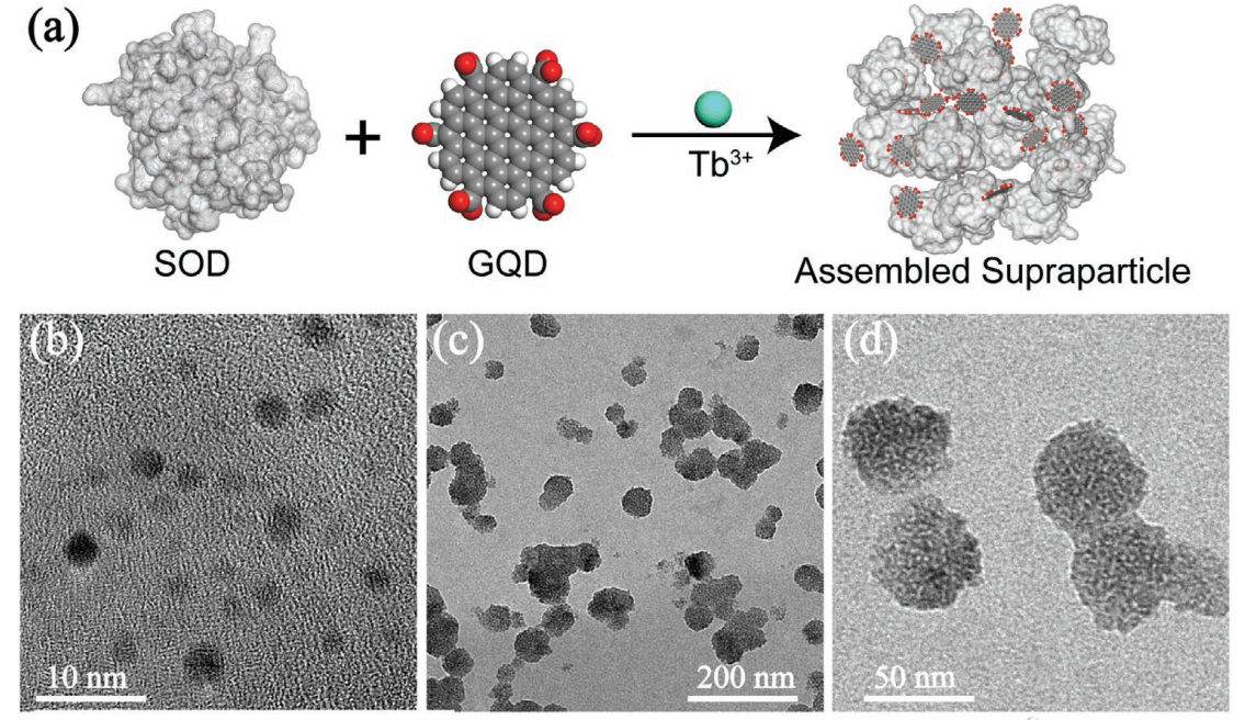 Adv. Mater：金属桥接的石墨烯-蛋白超粒子用于对一氧化氮进行数字化传感