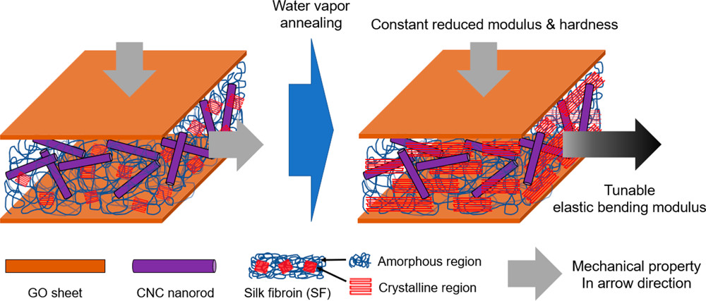 ACS Nano：氧化石墨烯/丝素蛋白/纤维素纳米晶生物膜的选择性可调谐力学性能