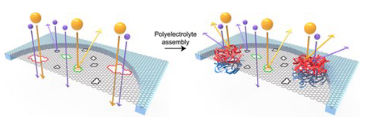AM：分子自组装调节原子薄石墨烯膜中的纳米孔以实现高选择性运输
