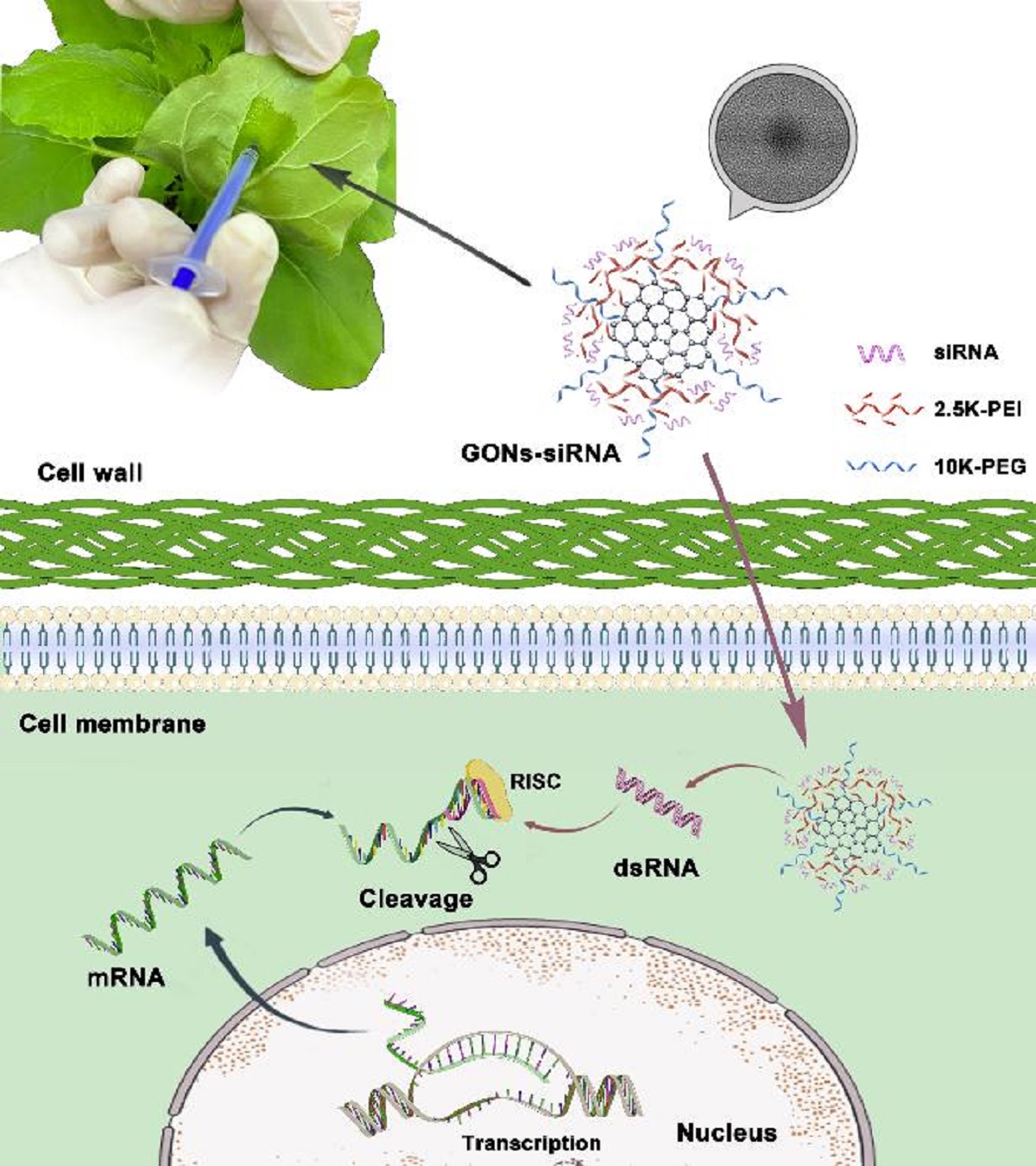 图1 GONs-siRNA在完整植物细胞中基因沉默的示意图