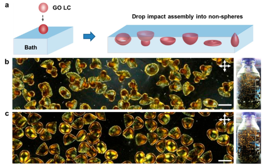 浙江大学高超教授团队在氧化石墨烯液晶的非球形组装取得新进展
