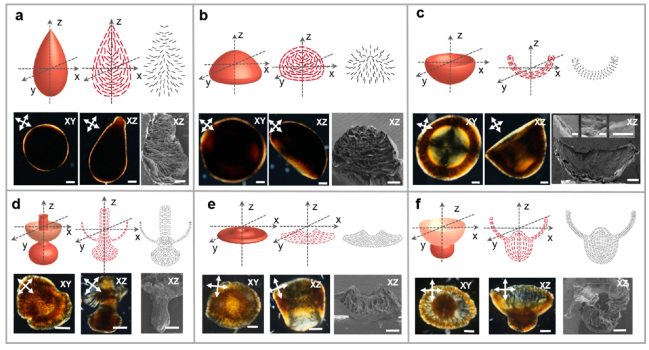 浙江大学高超教授团队在氧化石墨烯液晶的非球形组装取得新进展