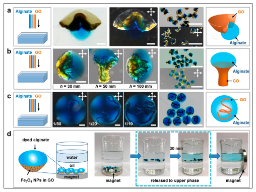 浙江大学高超教授团队在氧化石墨烯液晶的非球形组装取得新进展