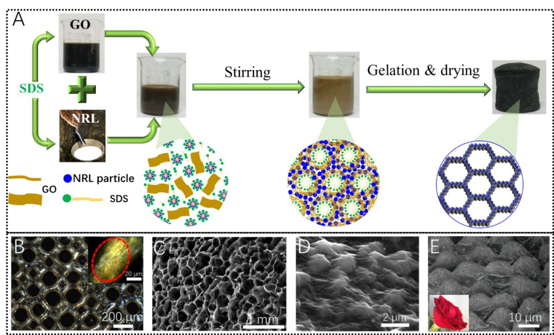 青岛科技大学张建明教授课题组：兼具韧性、超轻和粘附水性能的仿玫瑰花表面的石墨烯气凝胶