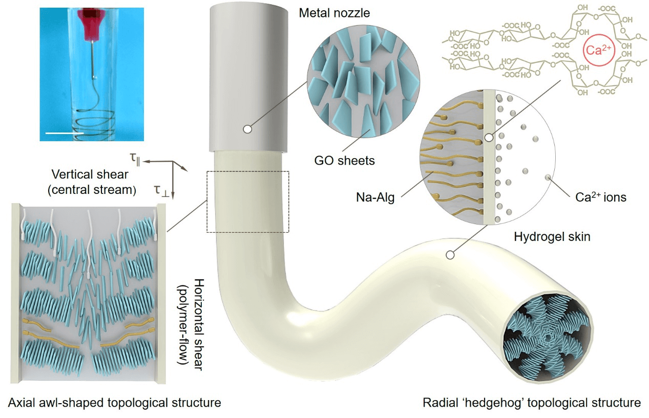 武培怡教授团队《Adv. Sci.》：同步纳流体整流技术制备手性反转的GO液晶纤维
