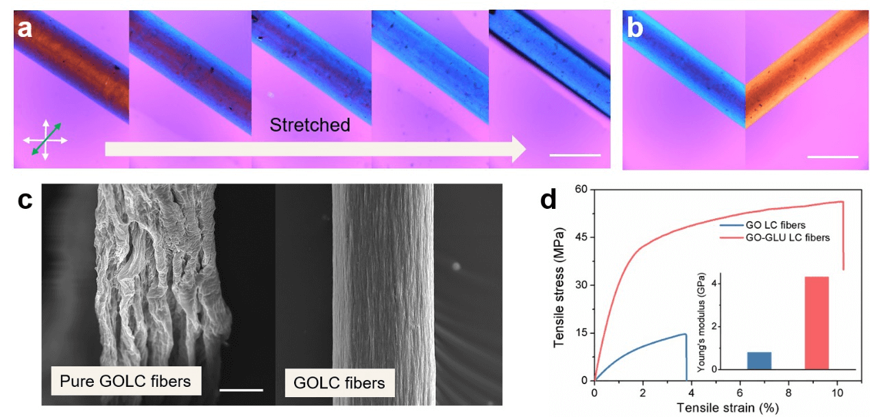 武培怡教授团队《Adv. Sci.》：同步纳流体整流技术制备手性反转的GO液晶纤维
