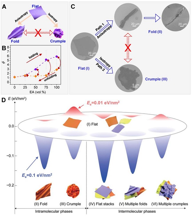 浙江大学许震、高超团队：以氧化石墨烯为例初绘二维大分子构象工程蓝图