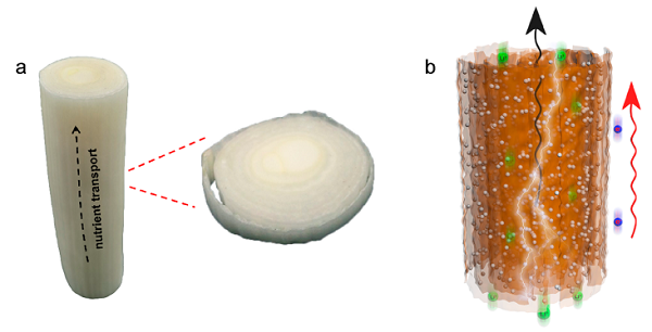俞书宏院士Nano Letters： “葱状石墨烯基微棒”助力高性能锂金属电池