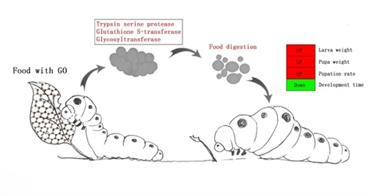 氧化石墨烯让亚洲玉米螟“变胖”“短命”