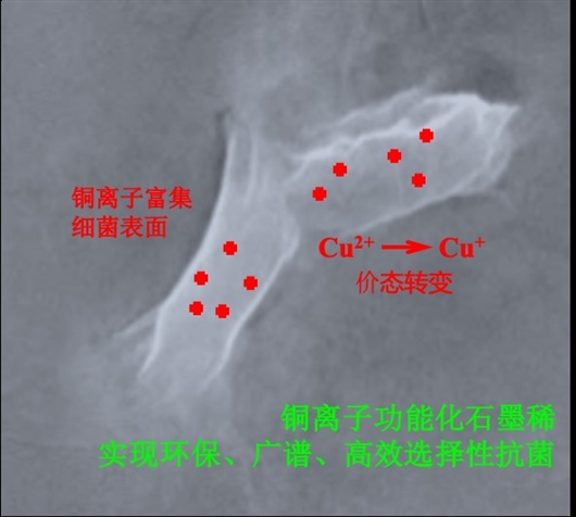 石墨烯携手铜离子：高效抗菌、对动物无毒