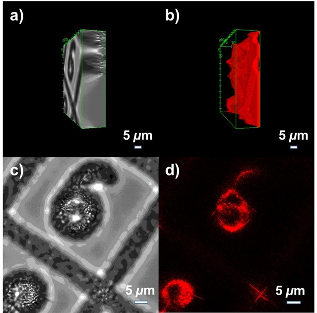 科学家制备新型氮掺杂纳米石墨烯实现超分辨率荧光成像
