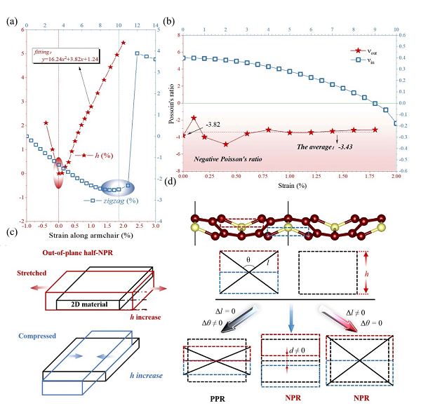 Graphene+中的新型半负泊松比效应