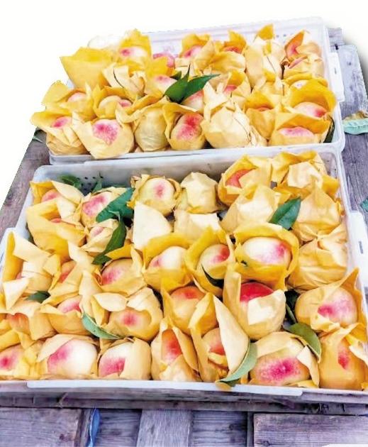 快递公司帐篷搭到农户家门前 阳山水蜜桃“寄得出”“跑得远”“收得快”