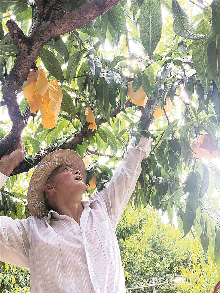 快递公司帐篷搭到农户家门前 阳山水蜜桃“寄得出”“跑得远”“收得快”