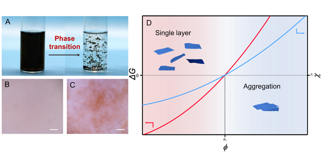 浙江大学许震副教授 揭示二维分子“随机落叶”聚沉行为