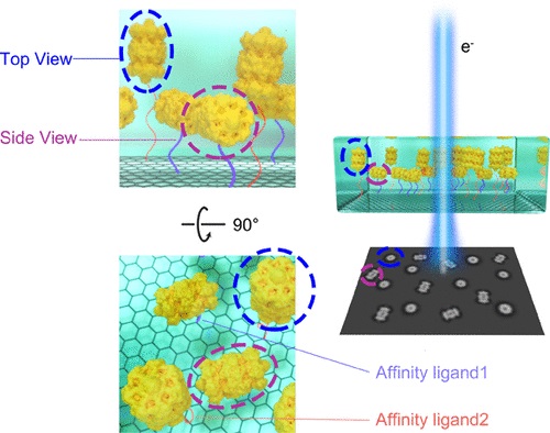 用于高分辨率冷冻电子显微镜的双亲和石墨烯片