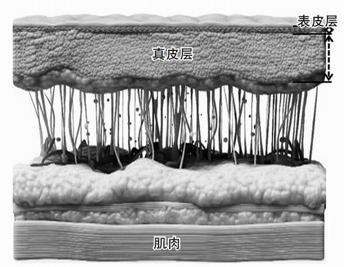 “仿生皮肤”镇住金属电极表面“乱象”