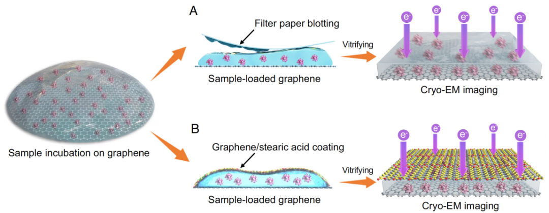 清华大学生命学院王宏伟课题组与北京大学彭海琳课题组合作开发石墨烯“三明治”技术用以制备冷冻电镜样品