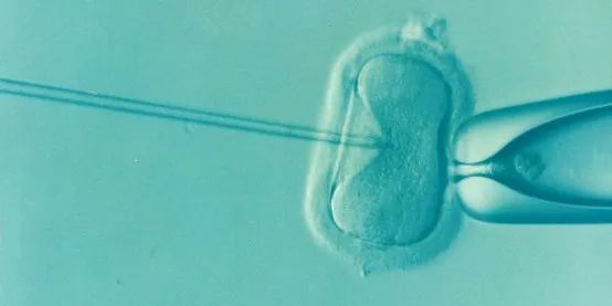 伊朗花剌子米大学Tahereh Foroutan教授：磁性氧化石墨烯调控卵母细胞成熟的在体研究